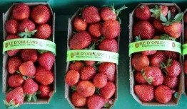 枫丹最新鲜消息爆料,揭秘神秘事件背后的惊人真相！